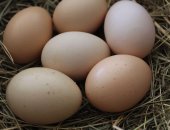 Chu kỳ đẻ trứng của gà và những điều bà con cần biết