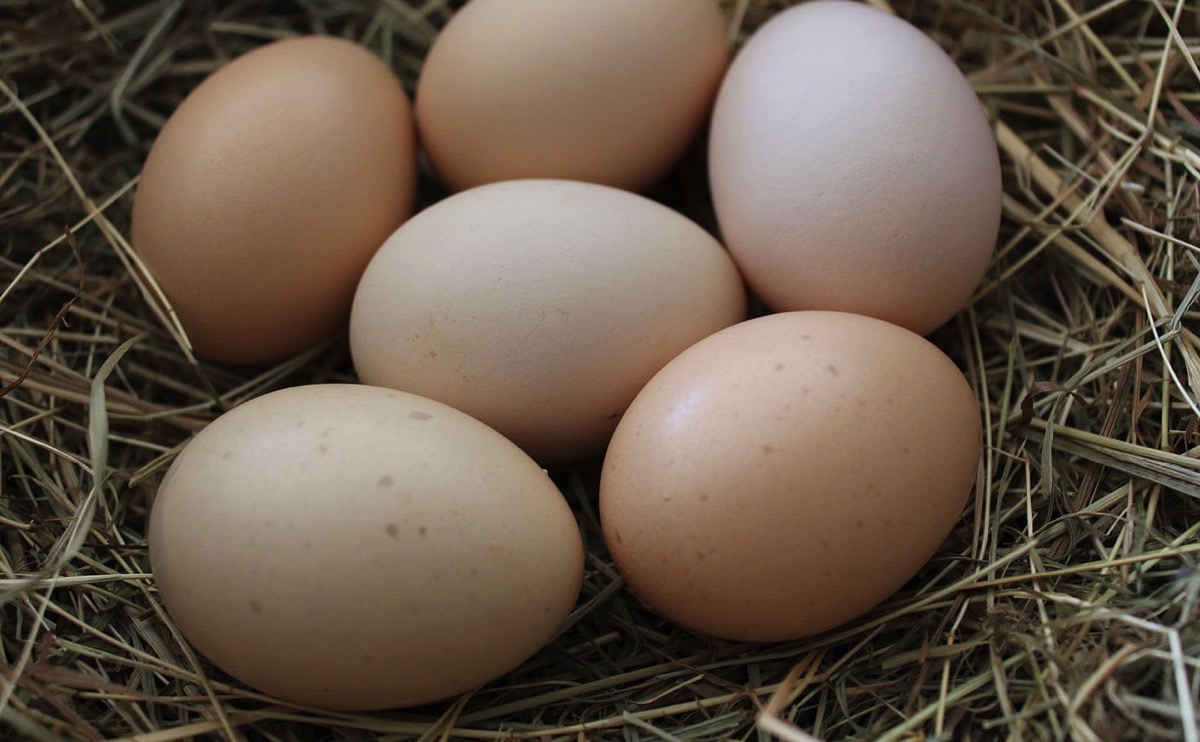 Chu kỳ đẻ trứng ở gà là gì?