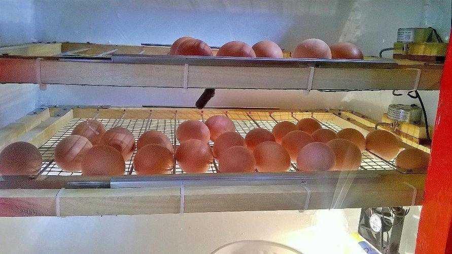 máy ấp trứng giá rẻ